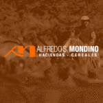 Banner_Mondino