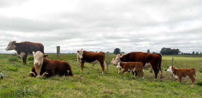 Recria_Bovina