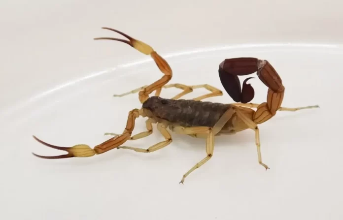 Alacranes
