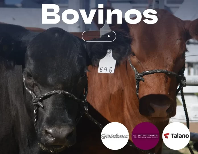 Agenda_Bovina