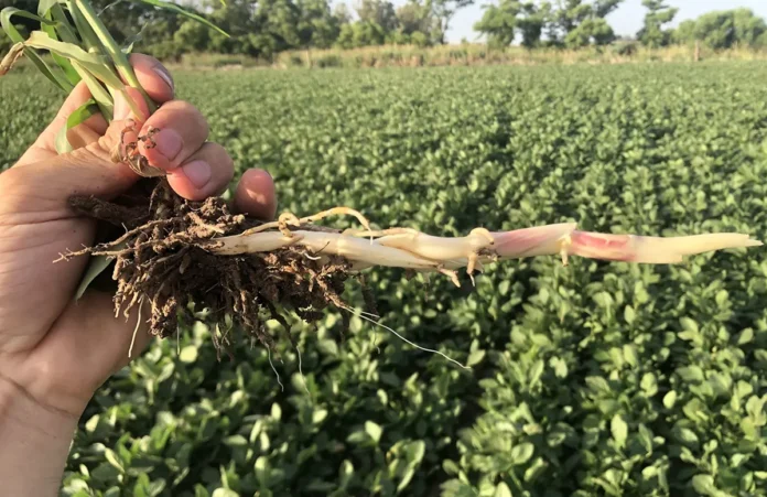 Sorgo Alepo